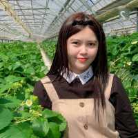 กินสตอร์เบอรี่สีขาวแบบบุฟเฟ่ต์ที่Tsujiguchi Farm