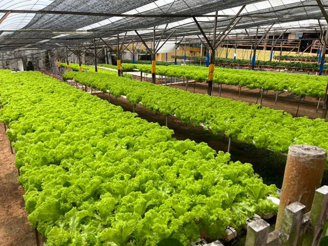 🍓Not Just Strawberries — Big Strawberry Farm, Cameron Highlands