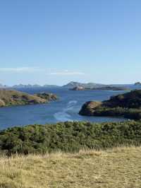 Komodo dragons
