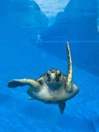 【神戸須磨シーワールド】海の仲間たちと感動体験！新しく生まれ変わった水族館旅🐟✨