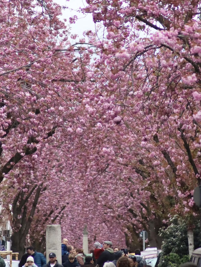 🌸 德國波恩櫻花大道｜科隆周邊1h的粉色浪漫