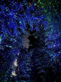 🌌 대나무 사이로 흐르는 불빛, 울산 십리대숲 야경 산책