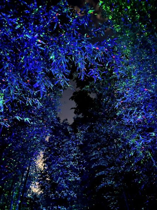 🌌 대나무 사이로 흐르는 불빛, 울산 십리대숲 야경 산책