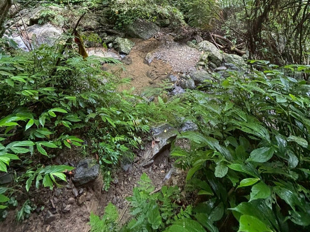 烏來西坑林道～好走又人少；夏天玩水的小秘境