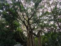เที่ยวสวนพฤกษศาสตร์ที่ Nanning 