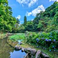京都 | 京都府立植物園，盛夏的繡球花海