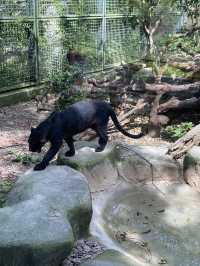 比較上海迪士尼，遛娃更值得去的地方- 上海動物園🐯🐼