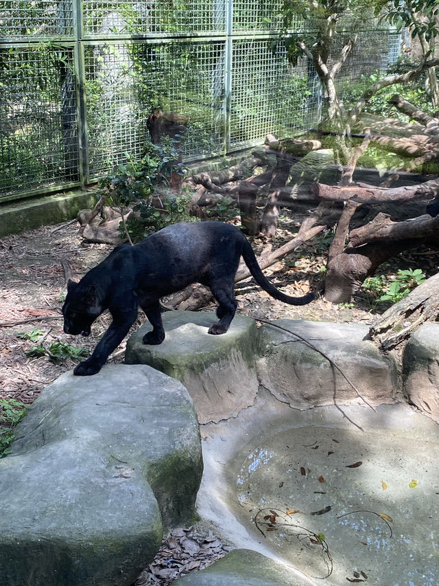 比較上海迪士尼，遛娃更值得去的地方- 上海動物園🐯🐼