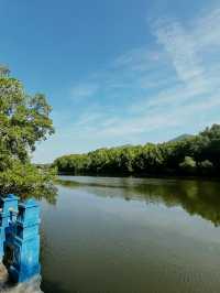 City Mangrove Park – A Perfect Summer Escape into Nature