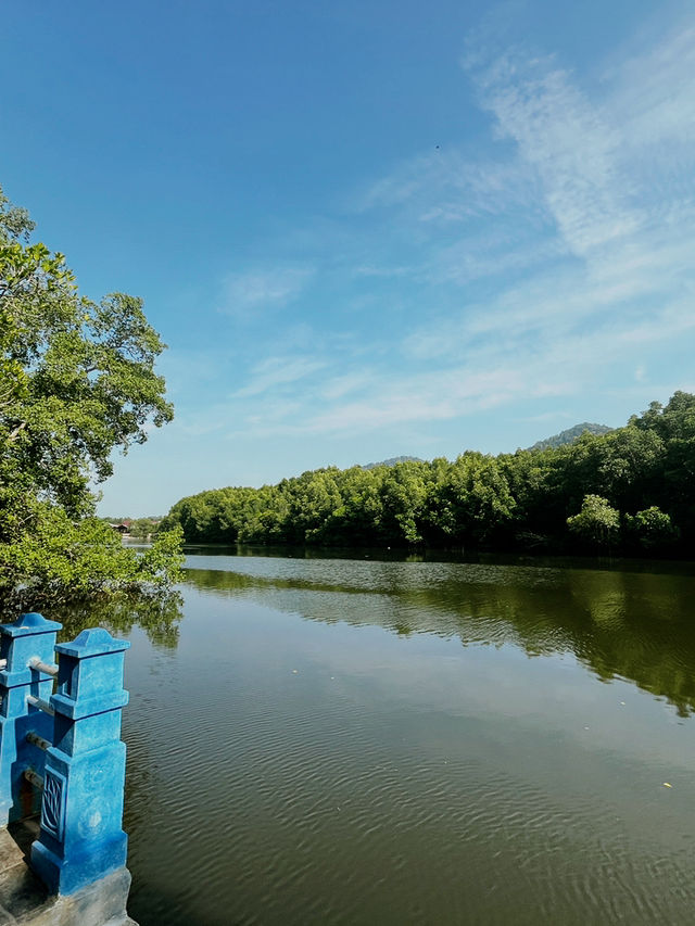 City Mangrove Park – A Perfect Summer Escape into Nature