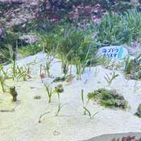 【️沖縄】 沖縄美ら海水族館🦭