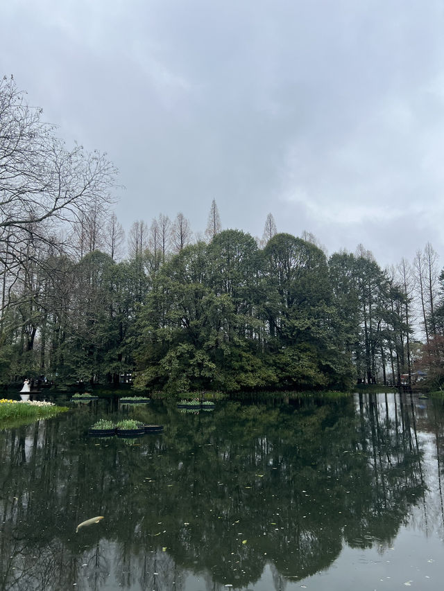 Best Park for Tulips in Hangzhou