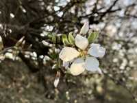 Spring around Suwon Hwaseong Fortress