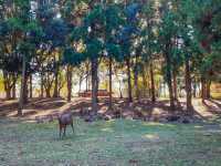 รีวิว Nara Park – เดินชิล, ใบไม้โรแมนติก และผองเพื่