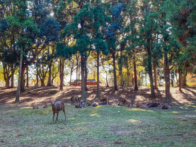 รีวิว Nara Park – เดินชิล, ใบไม้โรแมนติก และผองเพื่