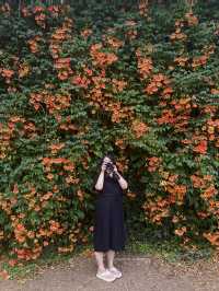 인생사진 스팟🌺 <뚝섬한강공원 능소화 군락지>