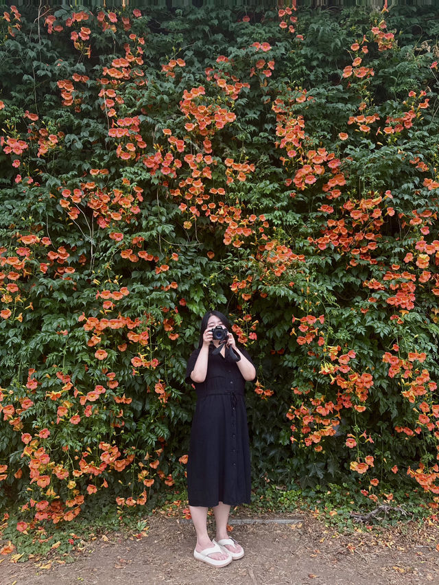 인생사진 스팟🌺 <뚝섬한강공원 능소화 군락지>