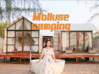 Mollusc Glamping