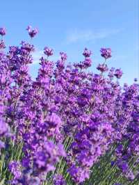 Soul of Purple, Essence of Scent