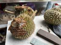 🌳 Hidden Gem in the Hills: 838 Durian Balik Pulau