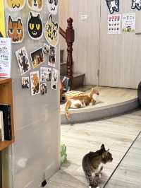 在高雄，遇見一間會「喵」的港味回憶 ——《貓之家俱樂部 Cat’s Home Club》