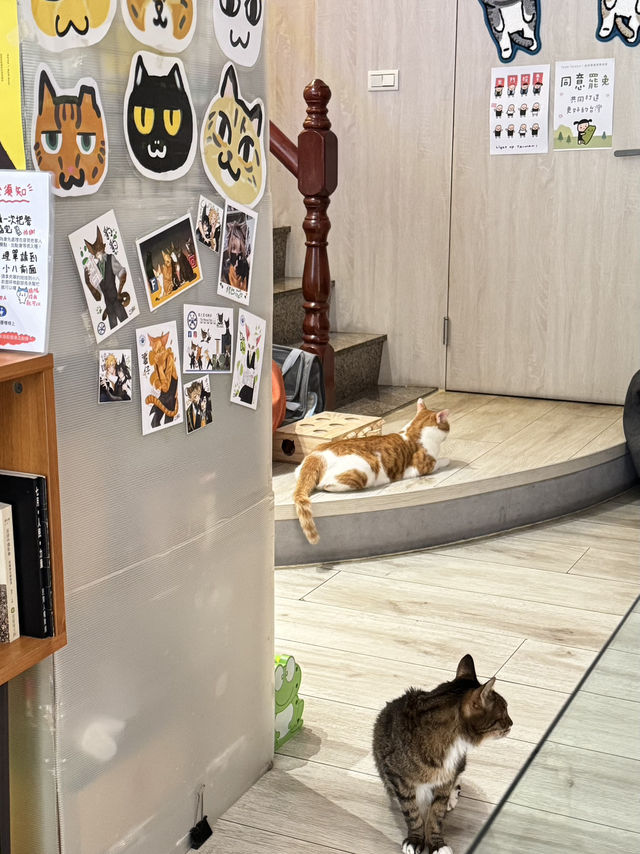 在高雄，遇見一間會「喵」的港味回憶 ——《貓之家俱樂部 Cat’s Home Club》