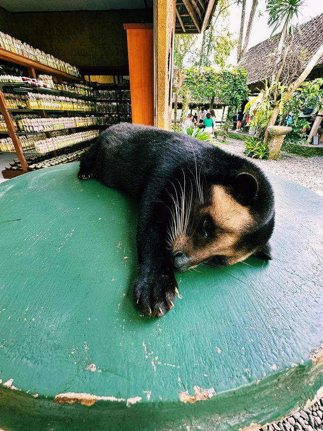Sip & See at Bali Cat Poo Chino