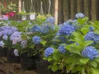 Jeju’s Hidden Gem: Boromwat’s Stunning Hydrangeas 