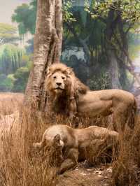 Unleash Your Inner Explorer: A Fun-Filled Adventure at the American Museum of Natural History!