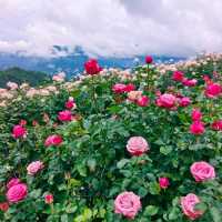 🌹สวนกุหลาบโรแมนติกชิดขอบฟ้า – เชียงใหม่🌄