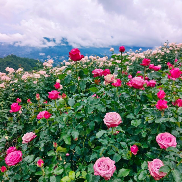 🌹สวนกุหลาบโรแมนติกชิดขอบฟ้า – เชียงใหม่🌄