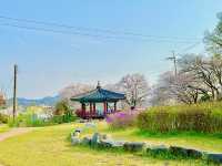충청도 벚꽃 시즌에 가볼 만한 곳 군자정 골정.ㅣ
