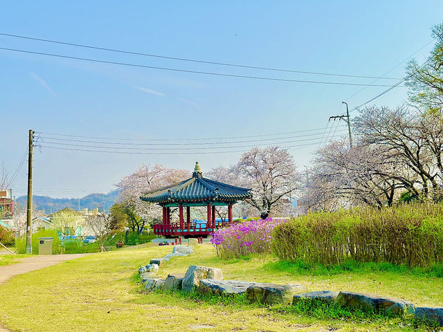 충청도 벚꽃 시즌에 가볼 만한 곳 군자정 골정.ㅣ