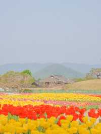 경주 겹벚꽃 보러 가셨나요? 그럼 튤립도 보셔야죠🌷❤️