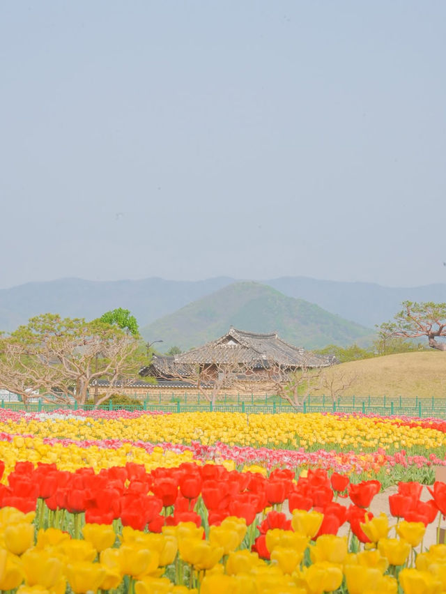 경주 겹벚꽃 보러 가셨나요? 그럼 튤립도 보셔야죠🌷❤️