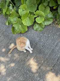 ปั่นจักรยาน หมู่บ้าน Bise-Fukugi (Okinawa) 🌲🚲🐈