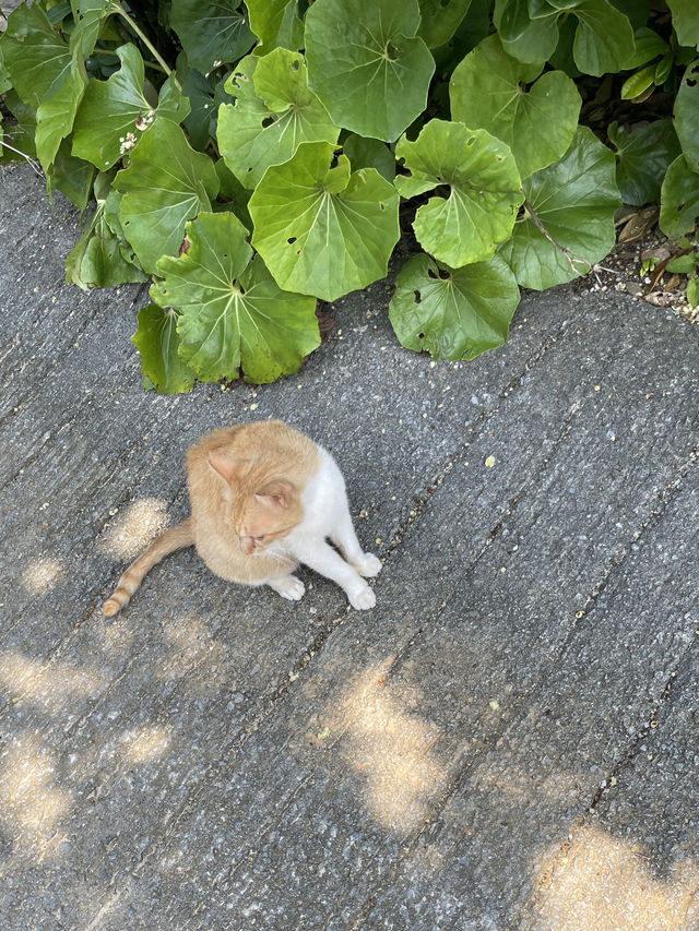 ปั่นจักรยาน หมู่บ้าน Bise-Fukugi (Okinawa) 🌲🚲🐈