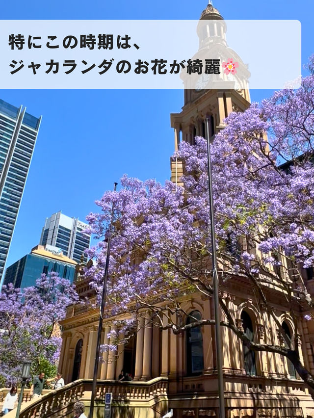 🌸春のシドニーが最高な理由