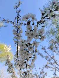 Yuyuantan Park Cherry Blossoms – Beijing’s Most Romantic Spring Spectacle