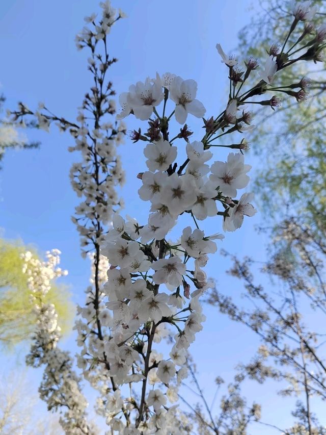 Yuyuantan Park Cherry Blossoms – Beijing’s Most Romantic Spring Spectacle