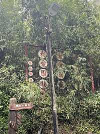 🌲 Walk Among the Clouds: Alishan Suspension Bridge