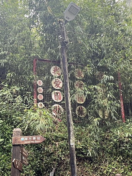 🌲 Walk Among the Clouds: Alishan Suspension Bridge
