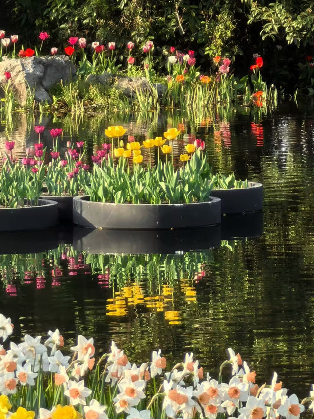 Tulip Wonderland in Hangzhou: A Springtime Escape to Zijingang Park
