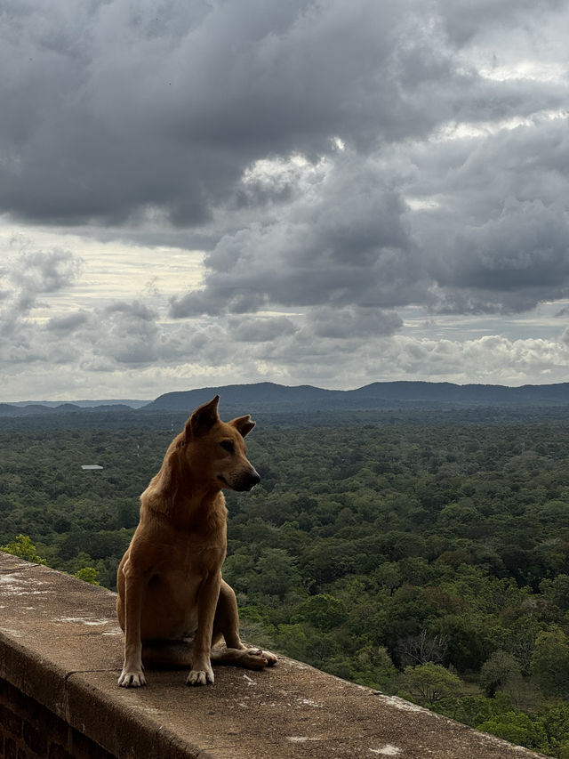 🇱🇰スリランカの絶景スポット【シーギリヤ・ロック】に登ってきた〜!🪨🔥 🇱🇰スリランカの絶景スポット【シーギリヤ・ロック】に登ってきた〜!🪨🔥