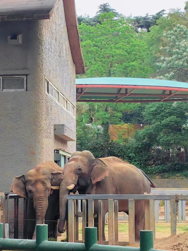 自然奇趣—南寧動物園 自然奇趣—南寧動物園