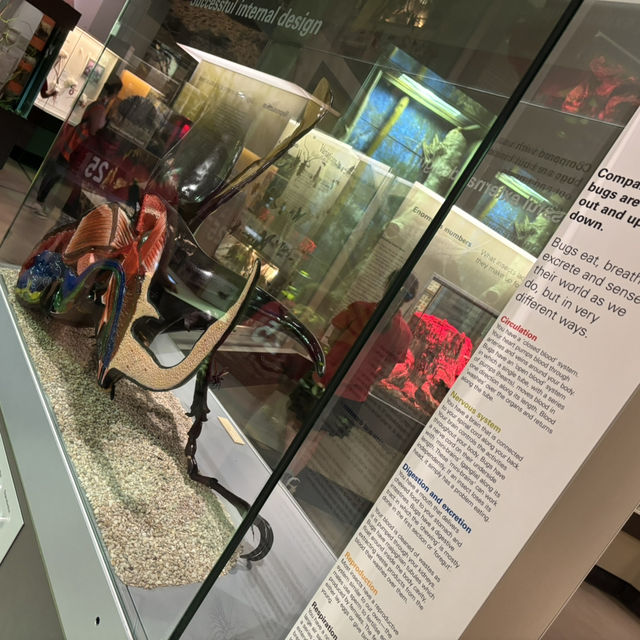 子供が理科好きになる❣️メルボルン博物館で出会う生命と文化の旅