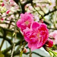 🌸都心の隠れ花見スポット：モモと桜が重なる早稲田鶴巻町🌸