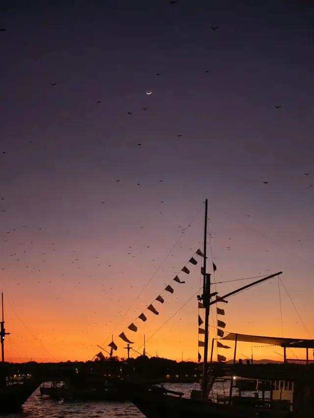 [Komodo｜Indonesian monitor lizards and the coast write a long letter to the wild]