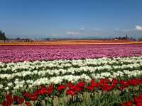 Skagit Valley Tulip Farm