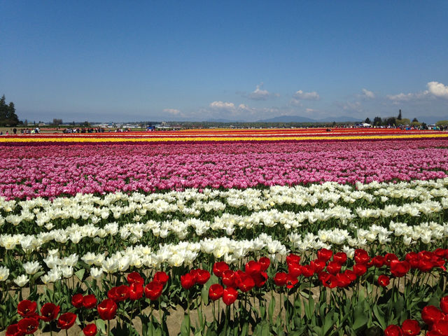 Skagit Valley Tulip Farm